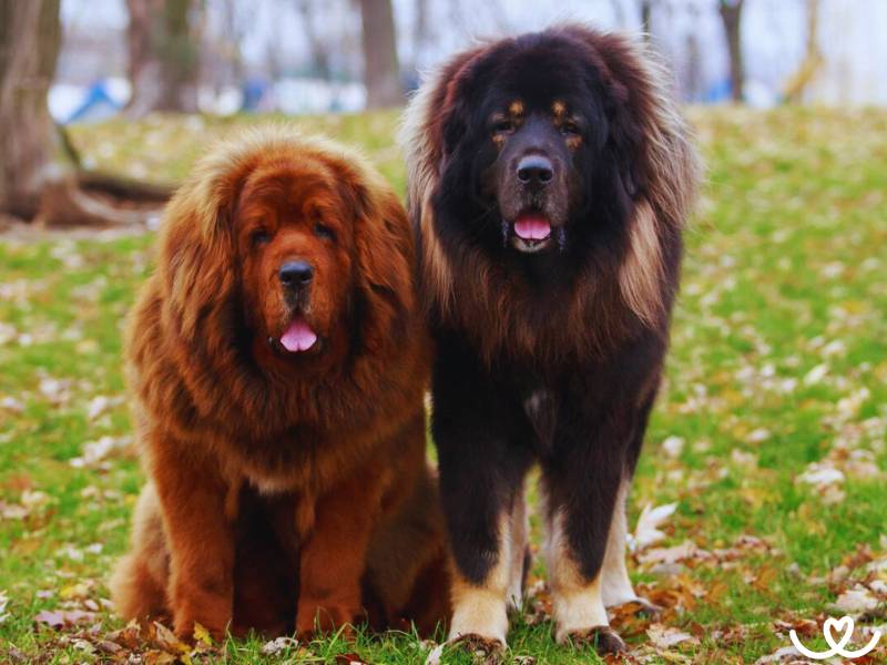 Plemeno-tibetska-doga-mastiff (15)